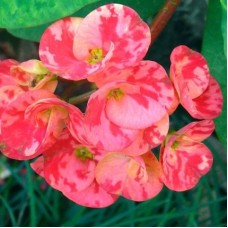 Euphorbia (Any Color) - Succulent Plant