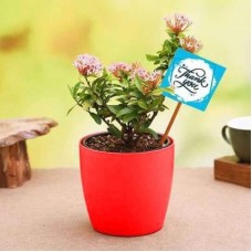 Say Thank You with Pink Ixora