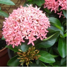 Ixora Mini Dwarf (Any Color) - Plant