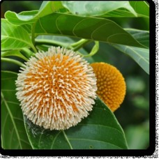 Kadamba - Plant
