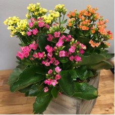Kalanchoe (Any Color) - Plant