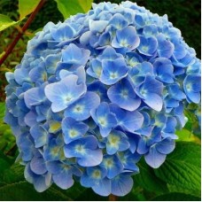 Hydrangea macrophylla (Any Color) - Plant