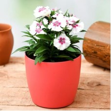 Dianthus (White Pink) - Plant