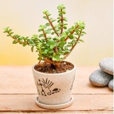 Enchanting Jade plant for Memorable Moments