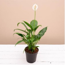 Peace Lily Plant