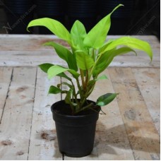 Philodendron Ceylon Golden - Plant