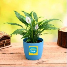 Peace Lily for Wonderful Day