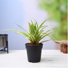 Spider Plant