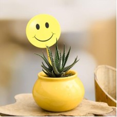 Celebrate Happiness with Haworthia