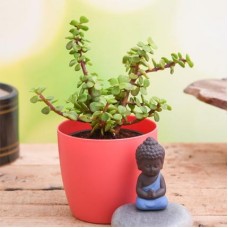 Jade Plant with Meditating Buddha to Wish Good Fortune