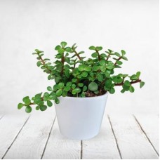 Z Plant