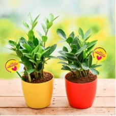 Pack of 2 ZZ Plants for our Generous Friendship