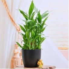 Good Luck Gift with Laughing Buddha for Auspicious Occasion