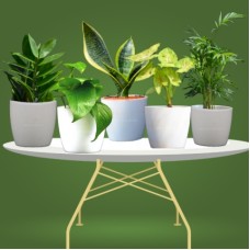 Best Home & Office Pot Plants Pack