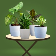 Affordable Combo Plants