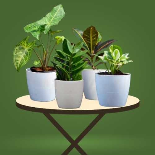 Affordable Combo Plants