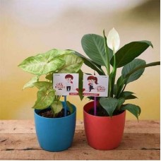Happy Anniversary with Air Purifier Plants