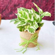 Good Luck Money Plant with a Jute wrap