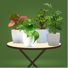 Beautiful Air Purifying Pot Plants