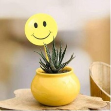 Celebrate Happiness with Haworthia in Ceramic Pot