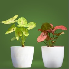 Syngonium Plants