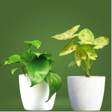 Money Plant & Syngonium Plant