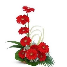 Gerbera Arrangement 12 Flowers (Gerbera Arrangement)