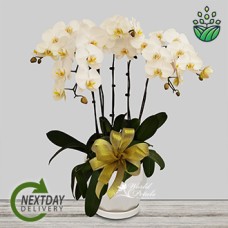 Phalaenopsis White (Deluxe)