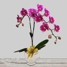 PHALAENOPSIS Purple (Grade A)