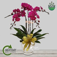 Phalaenopsis Purple (Deluxe)
