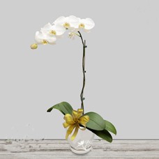 PHALAENOPSIS White (Grade A)