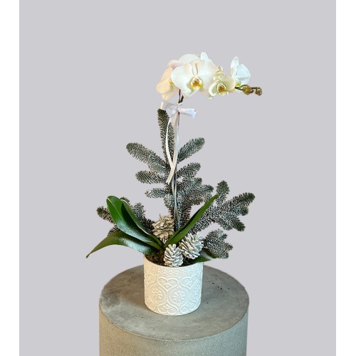 Snow White Orchid