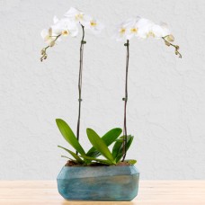 Unbreakable Pair Orchid