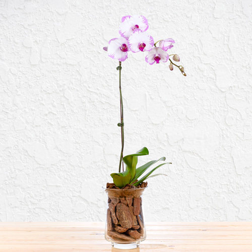 Thoughtful Orchid