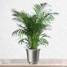 Areca Palm Plant