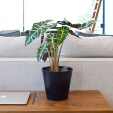 Alocasia Polly Plant