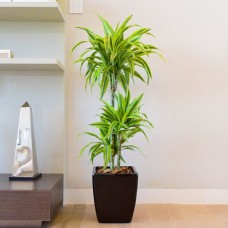 Dracaena Lemon Lime Plant