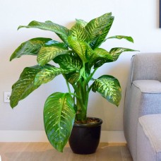 Dieffenbachia Tropic Snow Plant