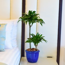 Dracaena Compacta Plant