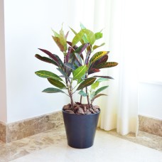 Croton Plant