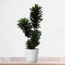 Dracena Compacta Plant