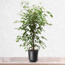 Ficus Golden King Plant