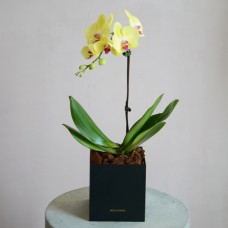 Yellow Orchid In Black Box