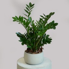 Zanzibar With Cement Pot