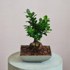Bonsai Tray