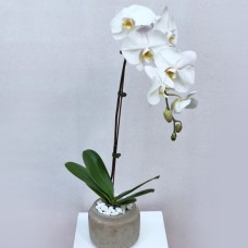 Bright White Orchid
