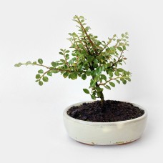 Cotoneaster Bonsai Tree With Round Pot