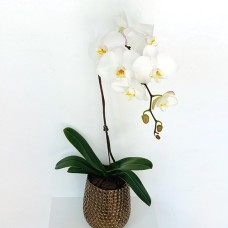 Golden White Orchid