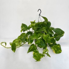 Hanging Money Plant