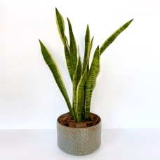 Indoor Snake Plant